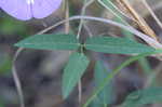 Butterflypea